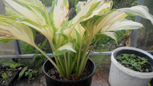 2011071905172206197758cfe9ffeb.jpg