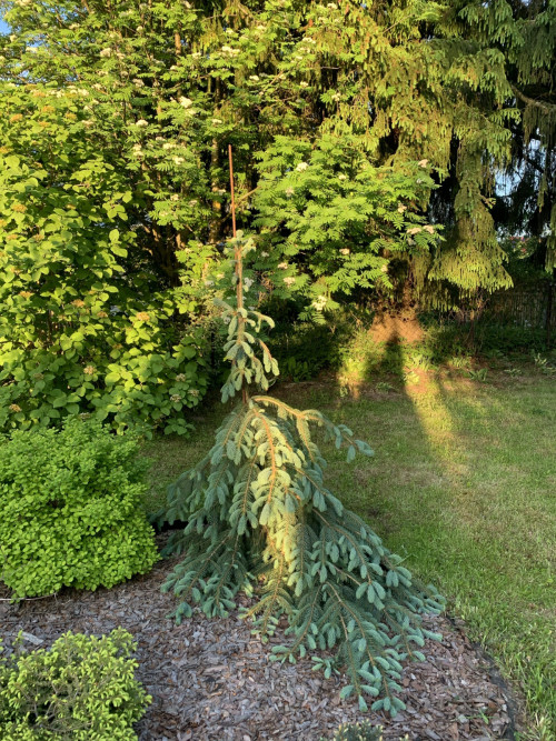 Picea engelmannii Bush’s Lace