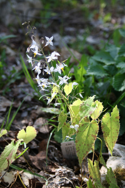 stellulatum-long-leaf-form-19-2961a1c3ec6576fbf.jpg