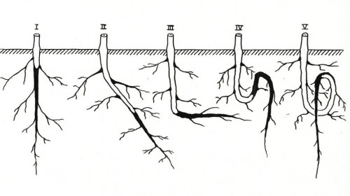 Типы деформации корней