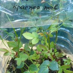 P1410891ca4585c7012f778e