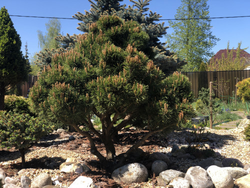 Pinus mugo Lilliput 22 5 — копия