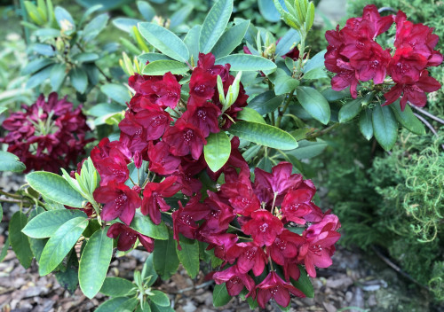 Rhododendron Francesca 22