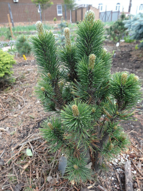 Pinus mugo Andrzej 16 1