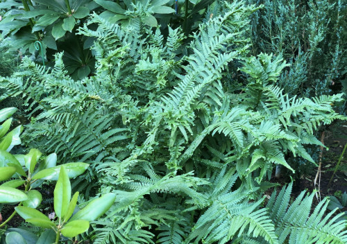 Dryopteris affinis Polydactyla Dadds  (2022 г)