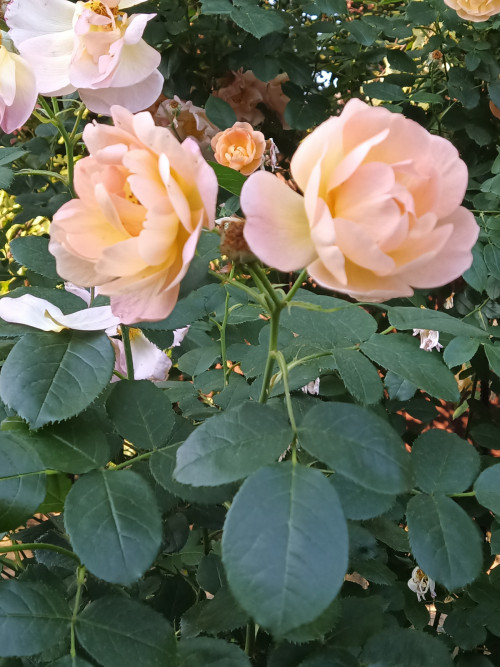 IMG 20220705 061834 513