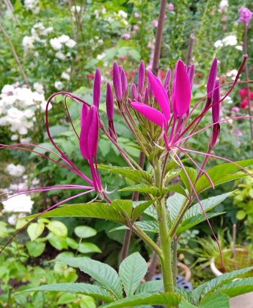 Cleome-jul29e315c2e0a7551d.jpg