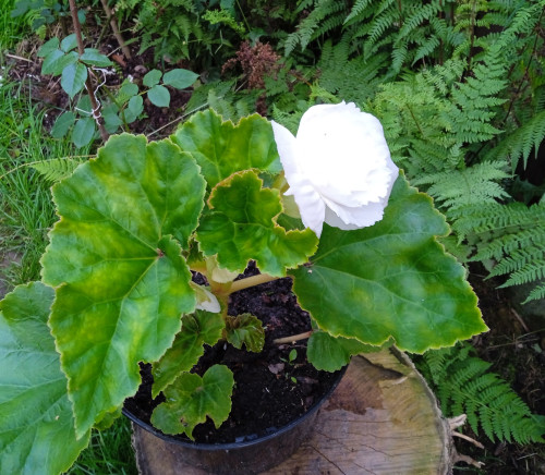 Begonia white1
