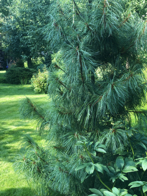 Pinus koraiensis Jack Corbit