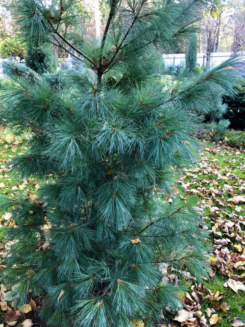Pinus х schwerinii WIETHORST