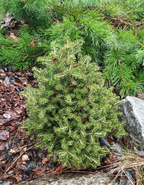Picea-abies-Dans-Dwarf7242b16560b598e8.jpg