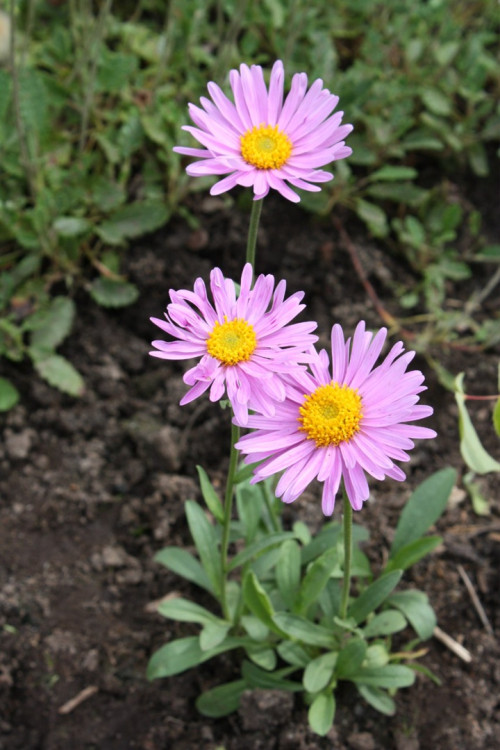 ASTRA-ALP-Z6a26c6dc2f00e95e.jpg