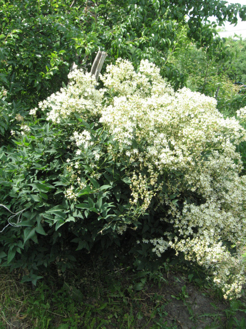 KLEM-ANTROPURP5a7c3b21aece0580.jpg