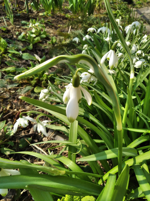 IMG_20230409 Galanthus nivalis viridapice