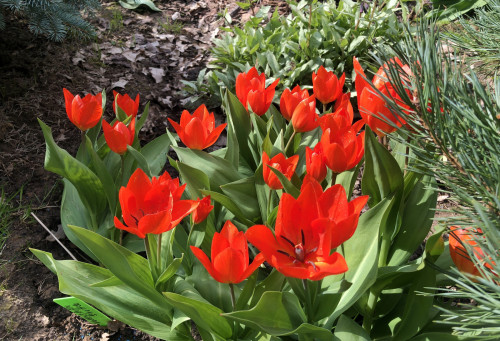 Tulipa praestans Fusilier