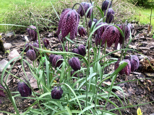 Fritillaria Meleagris