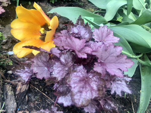 Heuchera Pink Panther