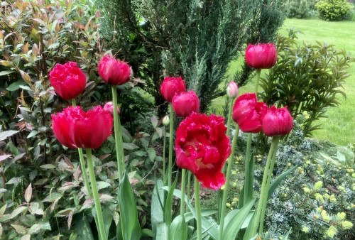 Tulipa crispa Kingston