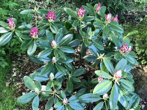 Rhododendron Haaga 23