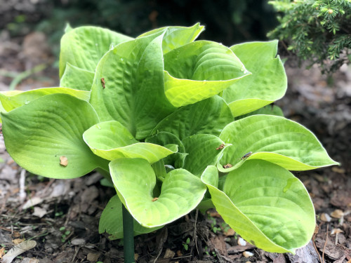 Maui Buttercups