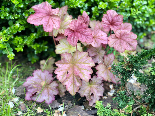 Heuchera Berry Smoothie