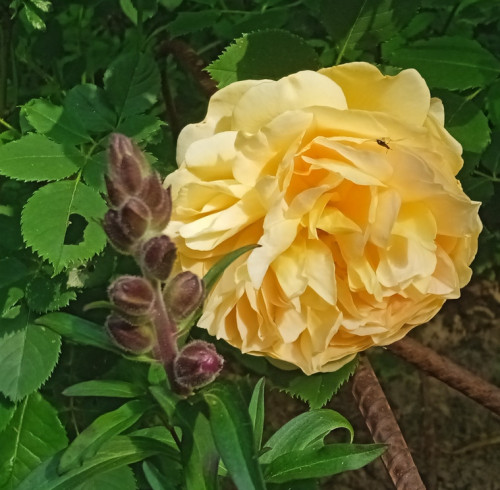 AUS-golden-235ab4ec258748aa60.jpg
