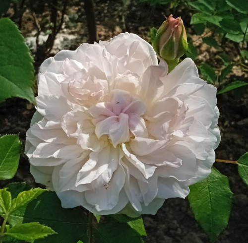 Mary-M-233aae075028f1c23e.jpg