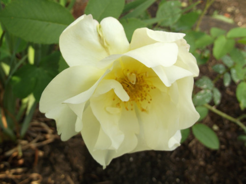 DSCF9259