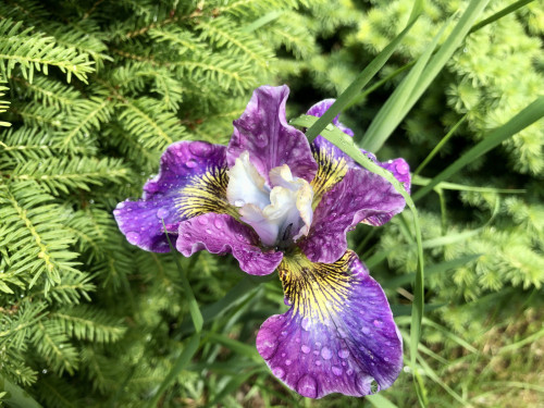 Iris sibirica Charming Billy