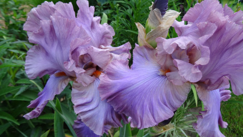 IRIS-BORODATYI-VIKTOR-KOROLEV-300dd0b3cd5caffea.jpg
