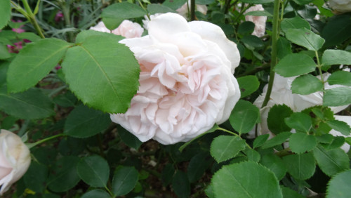 Cymbaline (4)