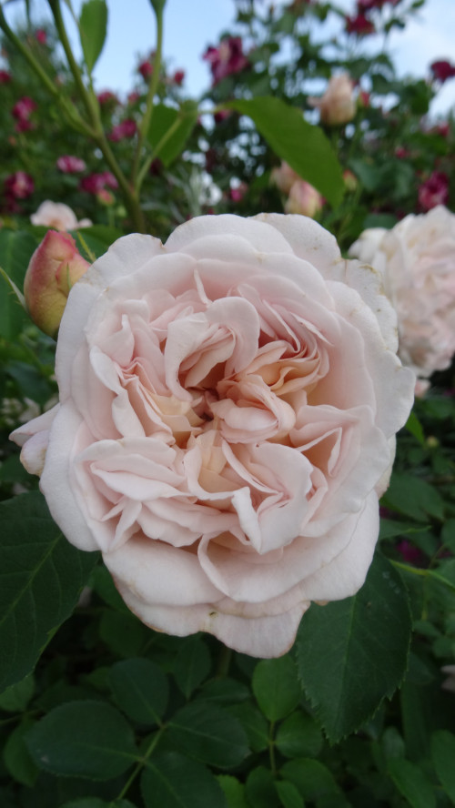 Cymbaline (7)