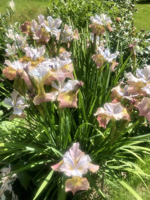 Iris sibirica Peacock Butterfly® Jerry Murphy