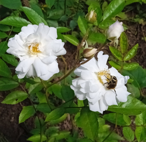 seedling 1jul 2