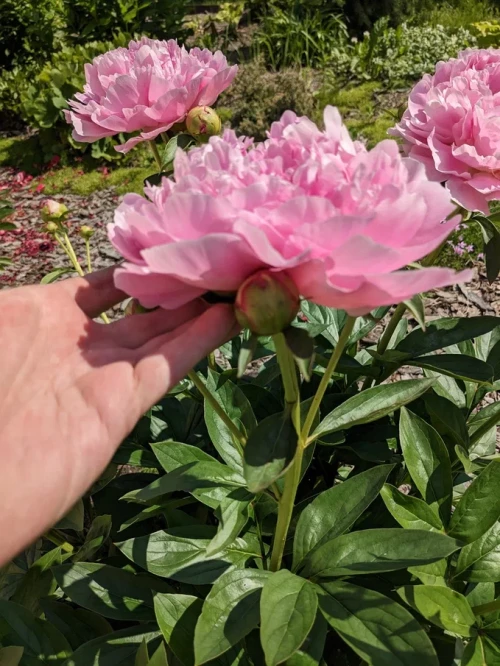 2023-06-19-10-01-07d2c9d25d1e963ef0.webp