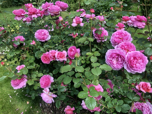 Rose Princess Alexandra of Kent