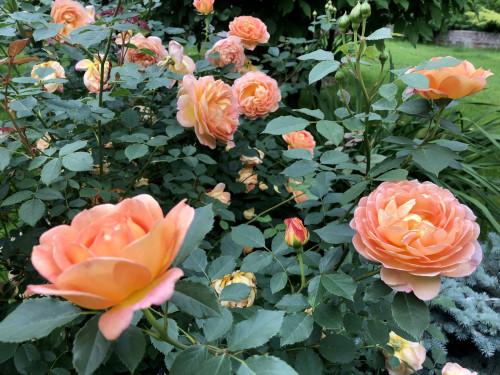 Lady of Shalott