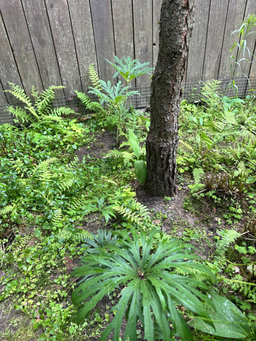 лесные кружева -новенький бузульник японский и три куста какалии разной кондиции