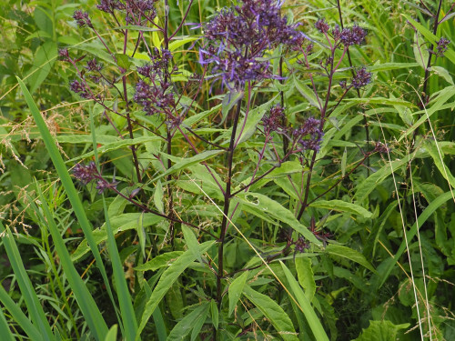P7110028