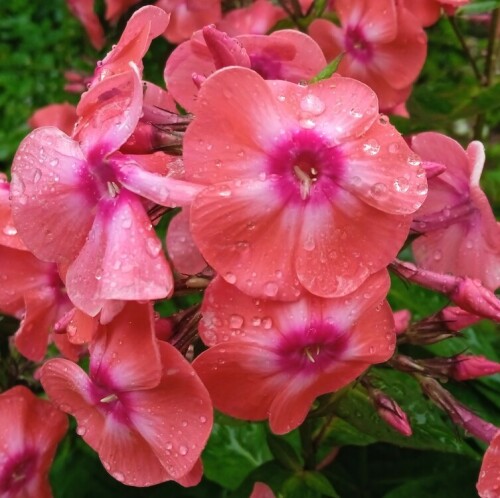 phlox 60+ year