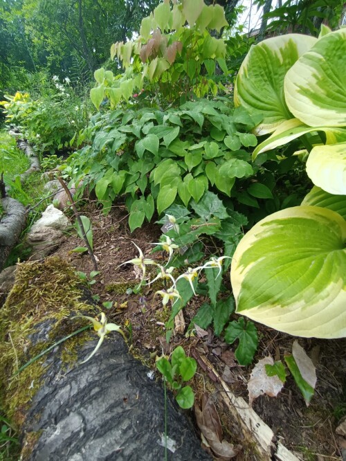 ilicifolium-23-6-22-11ea466199868c1c2.jpg