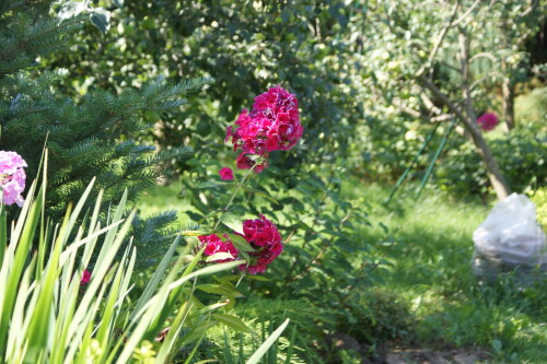 SONY DSC