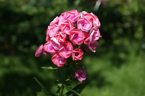 SONY DSC