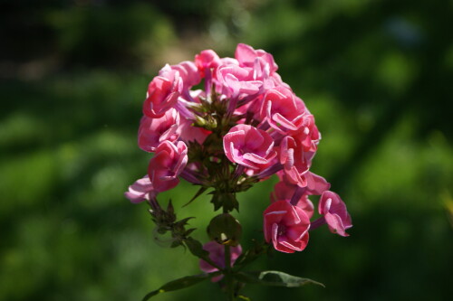SONY DSC