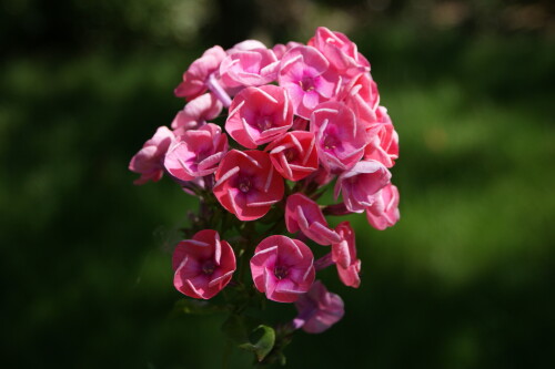SONY DSC