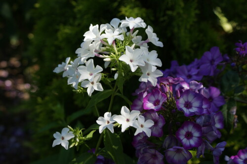 SONY DSC