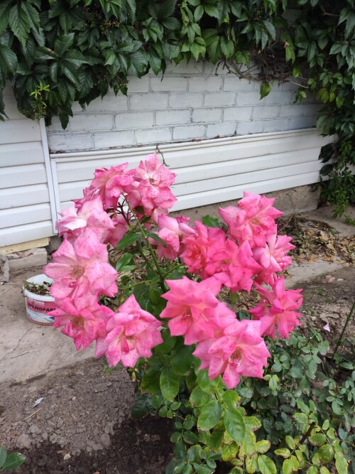 IMG 20230808 193313