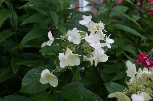 SONY DSC