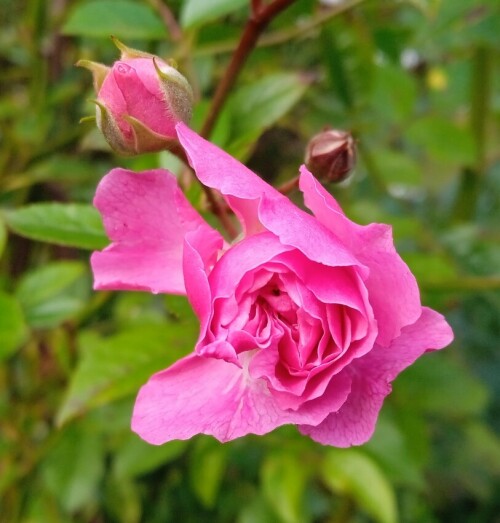 rose-seedling-5-Oct-21f1407c135d7338a.jpg